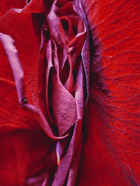 erotic flower|Erotic flowers .